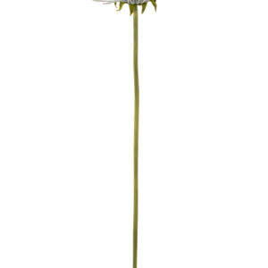 CHRYSANT PLASTIEK LICHT BLAUW